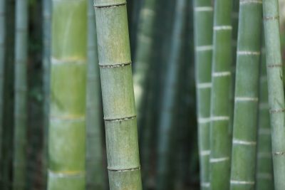 bambubambuseae