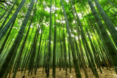 bambubambuseae1