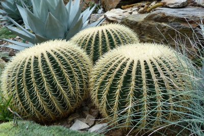 cactusasientodelasuegra