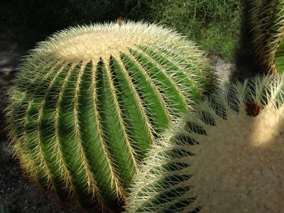 cactusasientodelasuegra1