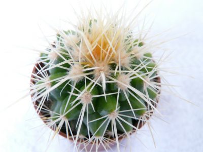 cactusasientodelasuegra2