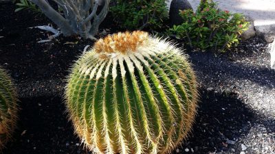 cactusasientodelasuegra3