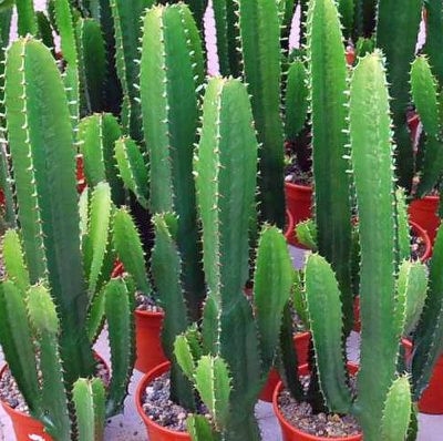 cactuseuphorbia