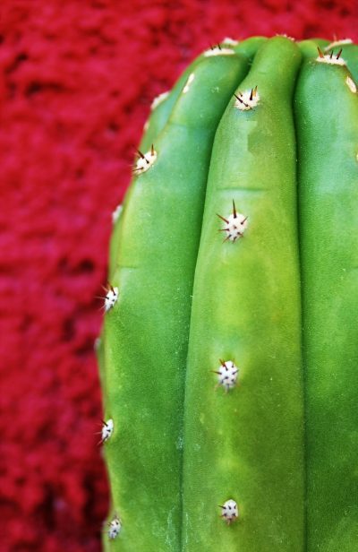 cactussanpedro