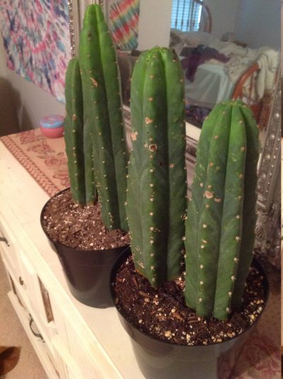 cactussanpedro1