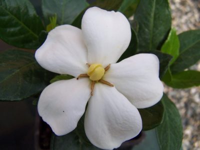 gardenia2