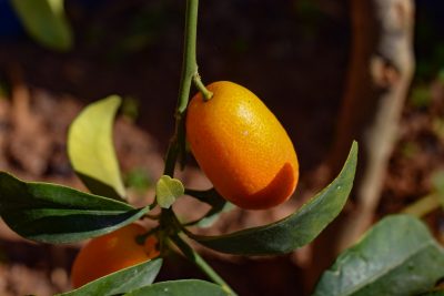 kumquat2