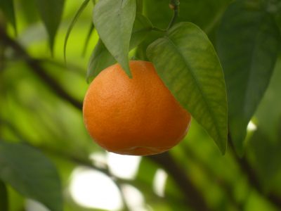 mandarinomurcott1