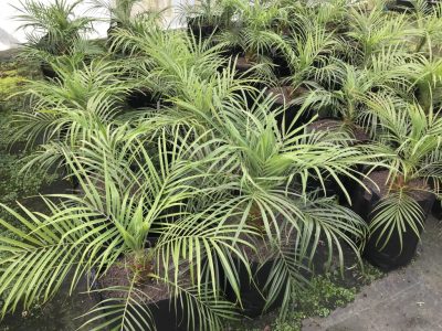palmeraruvilini