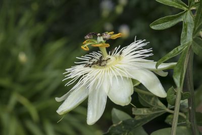 passiflorablanca1