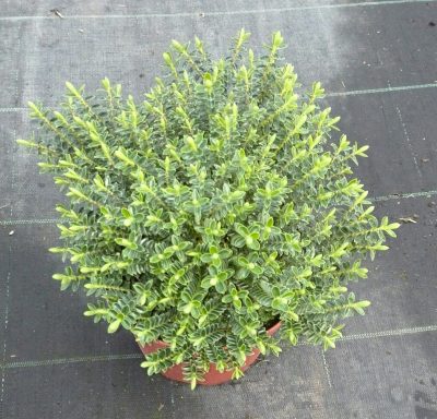veronicabuxifolia